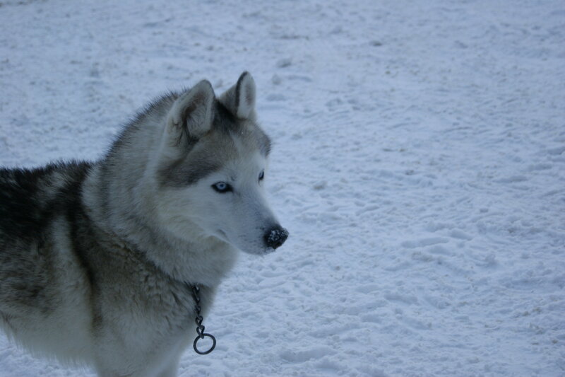 Husky Dog in Snow — White, Calm, Winter, Photograph, Collar, Gray