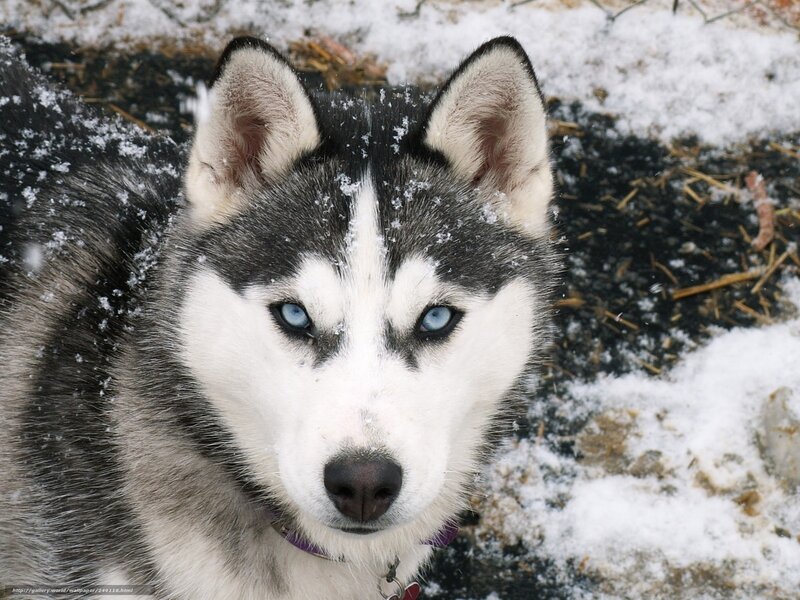 Husky Dog in Snow — White, Calm, Winter, Photograph, Collar, Ground