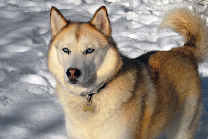 Husky Dog in Snow — White, Calm, Winter, Photograph, Collar, Tag
