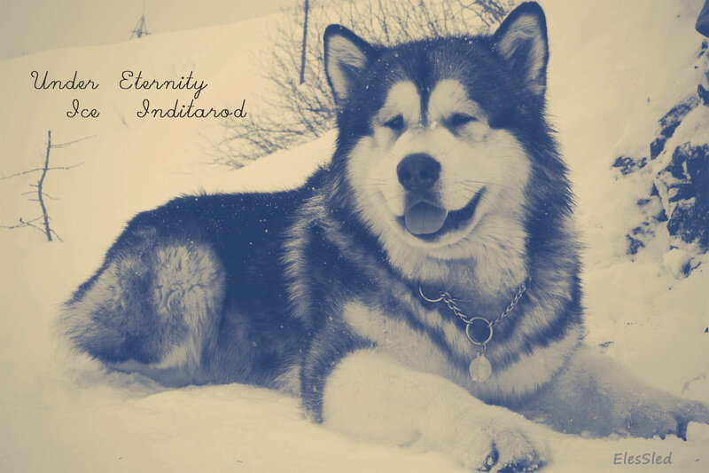 Husky Dog in Snow — White, Calm, Winter, Photograph, Collar, Trees