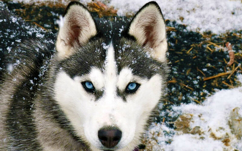 Husky Dog in Snow — White, Calm, Winter, Photograph, Eyes
