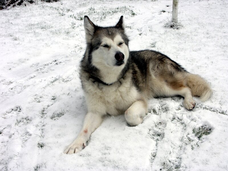 Husky Dog in Snow — White, Calm, Winter, Photograph, Grass