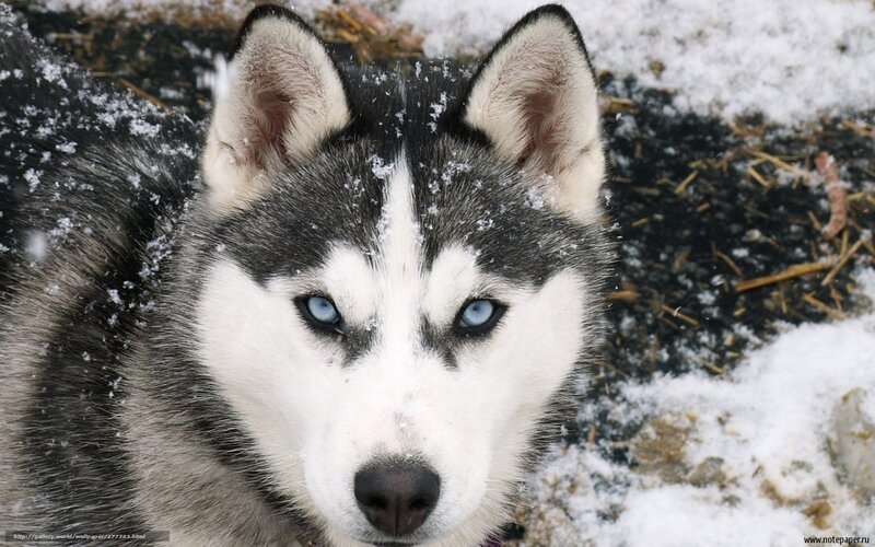 Husky Dog in Snow — White, Calm, Winter, Photograph, Ground