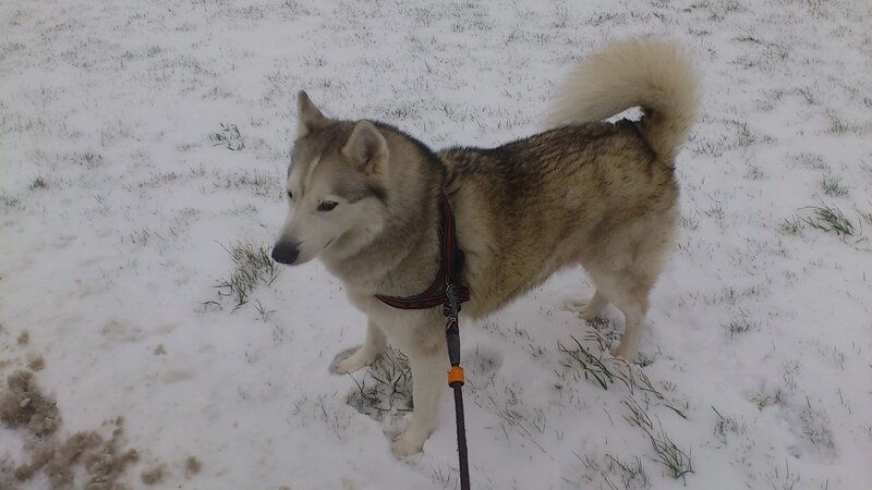 Husky Dog in Snow — White, Calm, Winter, Photograph, Leash
