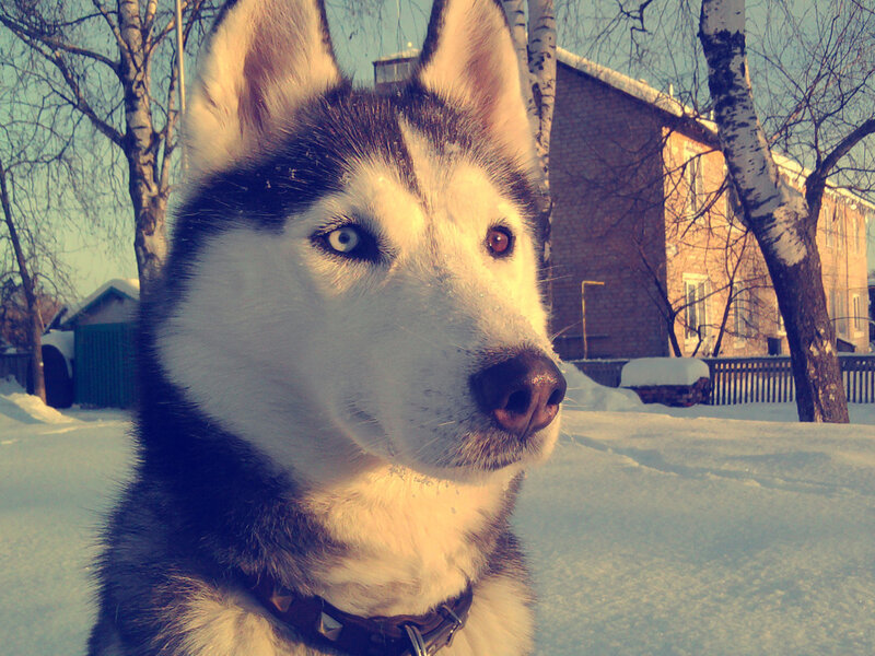 Husky Dog in Snow — White, Calm, Winter, Photograph, Trees, Building