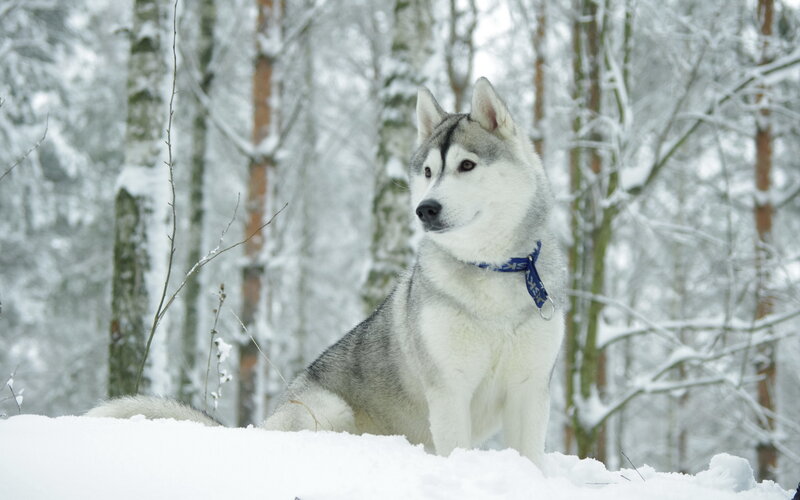 Husky Dog in Snow — White, Calm, Winter, Photograph, Trees, Collar