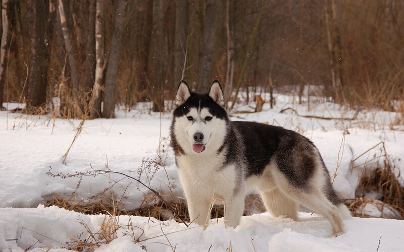 Husky Dog in Snow — White, Calm, Winter, Photograph, Trees, Forest, Black