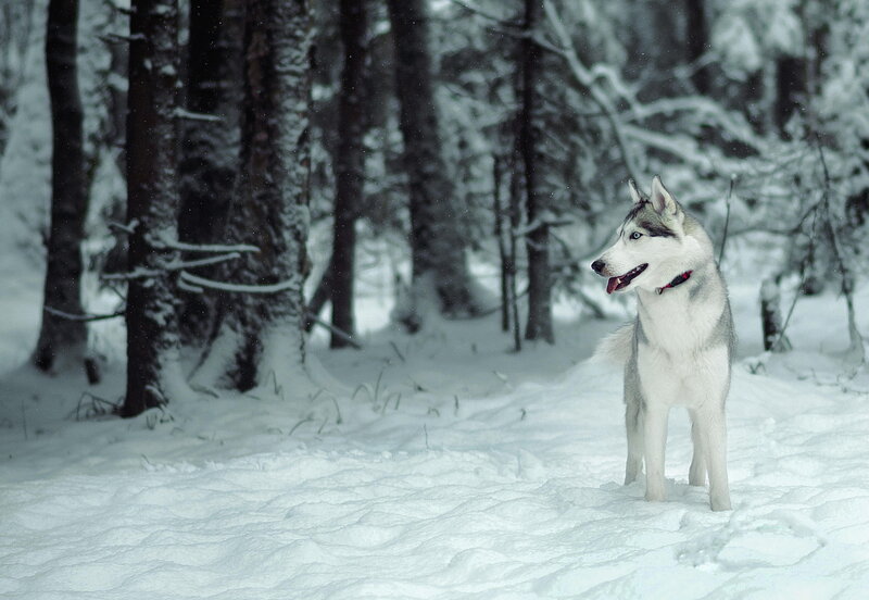 Husky Dog in Snow — White, Calm, Winter, Photograph, Trees, Forest