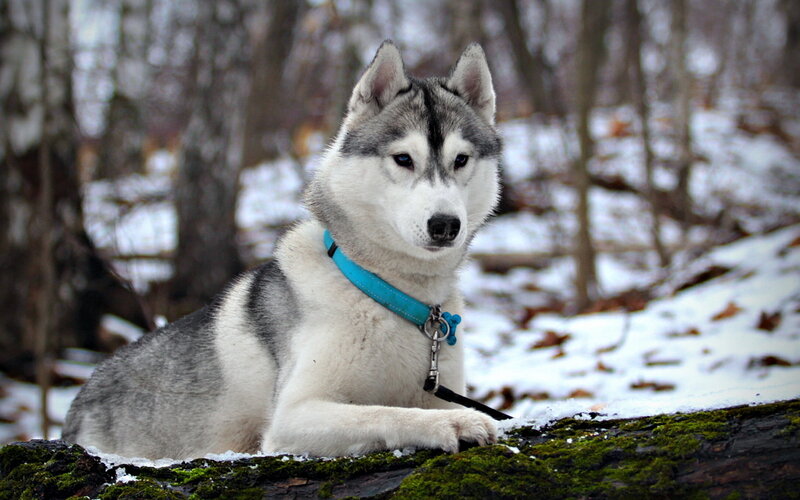 Husky Dog in Snow — White, Calm, Winter, Photograph, Trees, Log
