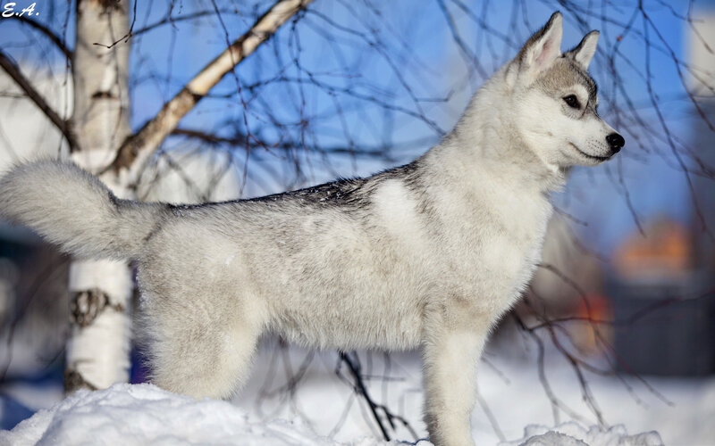 Husky Dog in Snow — White, Calm, Winter, Photograph, Trees, Sky