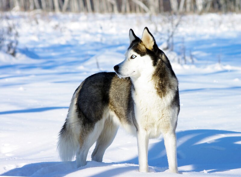 Husky Dog in Snow — White, Calm, Winter, Photograph, Trees, Sunlight