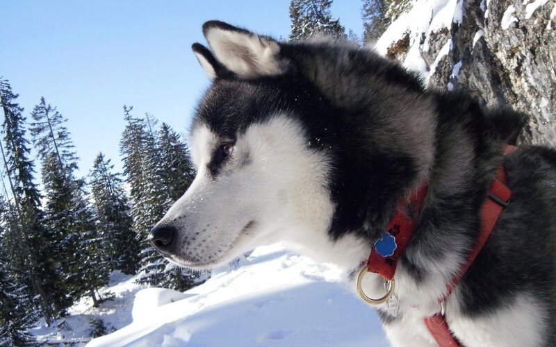 Husky Dog in Snow — White, Calm, Winter