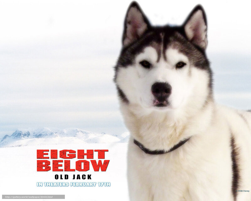 Husky Dog in Snow — White, Cold, Serious