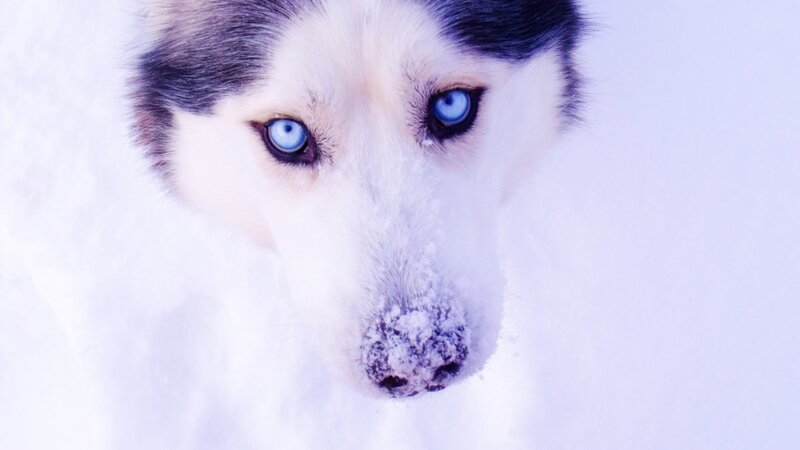 Husky Dog in Snow — White, Cold, Winter, Photograph, Blue Eyes