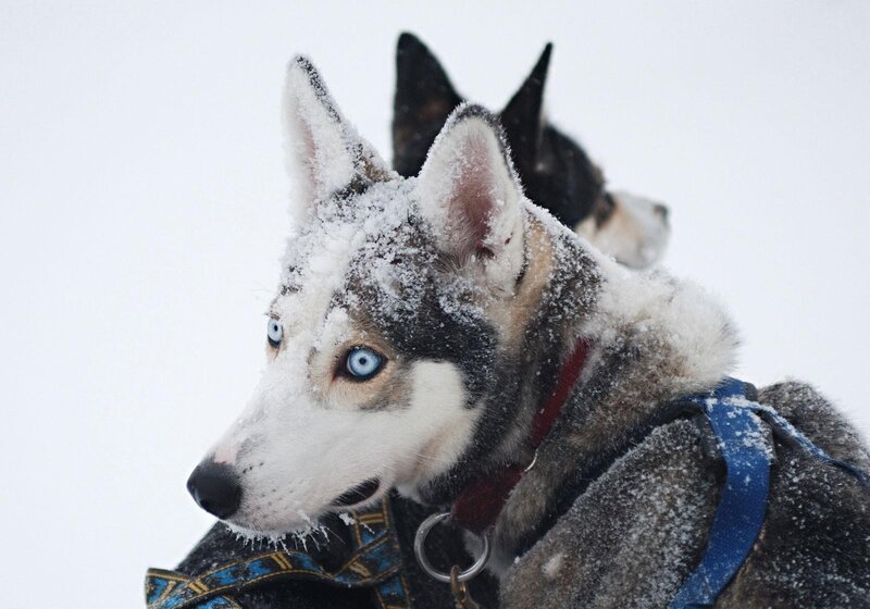 Husky Dog in Snow — White, Cold, Winter, Photograph, Dog Harness