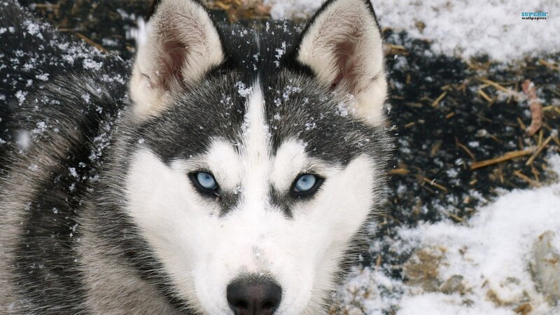 Husky Dog in Snow — White, Cold, Winter, Photograph, Eyes