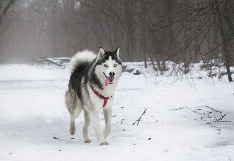 Husky Dog in Snow — White, Cold, Winter, Photograph, Trees, Red Harness