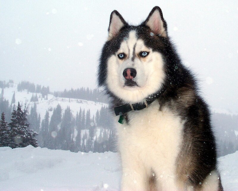 Husky Dog in Snow — White, Cold, Winter, Photograph, Trees