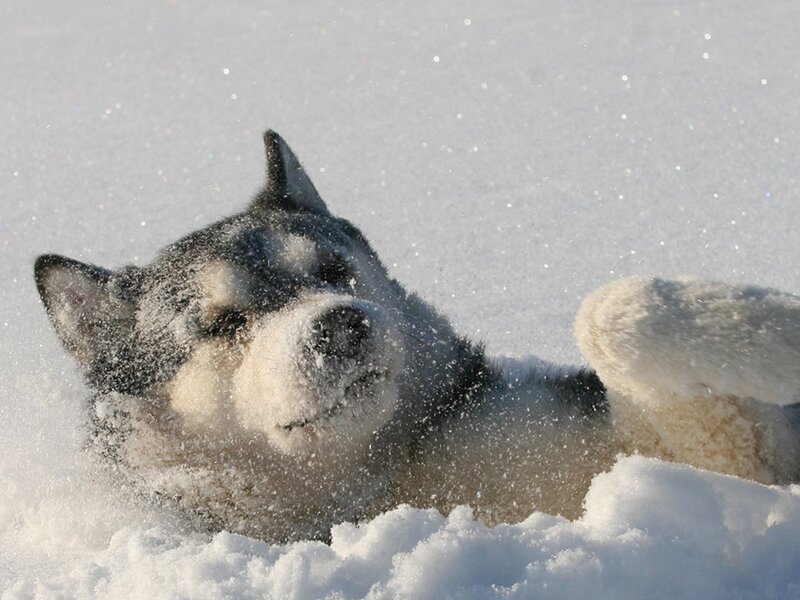 Husky Dog in Snow — White, Playful