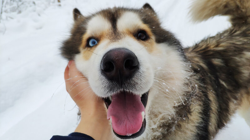 Husky Dog in Snow — White, Playful, Winter