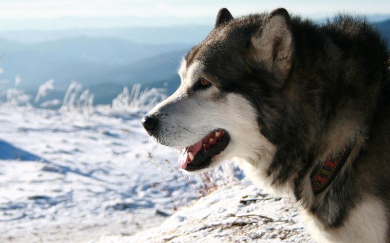 Husky Dog in Snow — White, Serene
