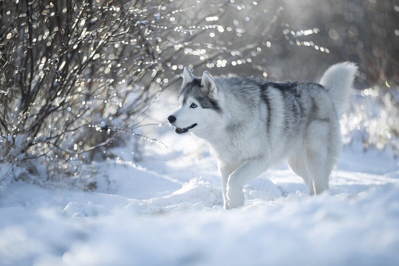Husky Dog in Snow — White, Serene, Winter, Photograph, Bushes