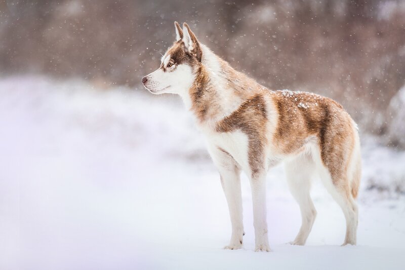 Husky Dog in Snow — White, Serene, Winter, Photograph, Forest