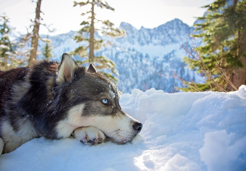 Husky Dog in Snow — White, Serene, Winter, Photograph, Mountains, Trees