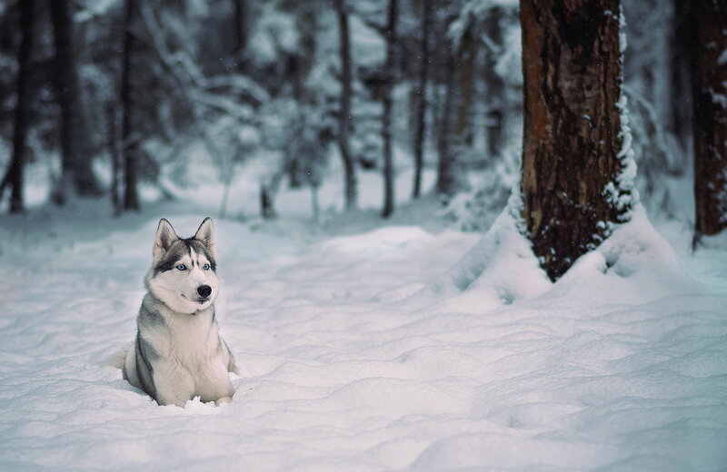 Husky Dog in Snow — White, Serene, Winter, Photograph, Trees, Forest