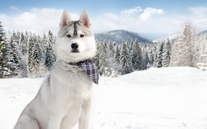 Husky Dog in Snow — White, Serene, Winter, Photograph, Trees, Mountains