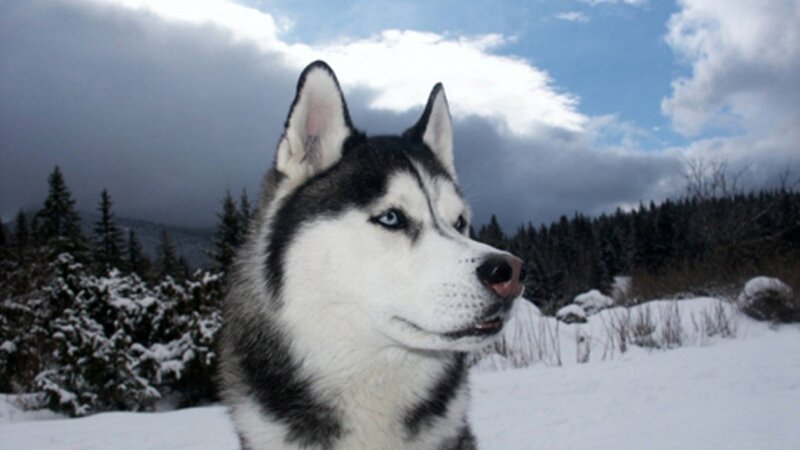Husky Dog in Snow — White, Serene, Winter, Photograph, Trees, Sky