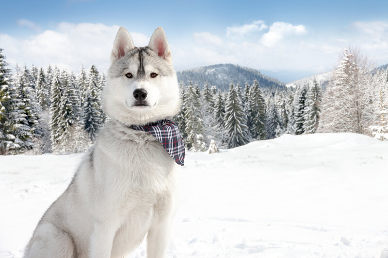 Husky Dog in Snow — White, Serene, Winter, Photograph, Trees