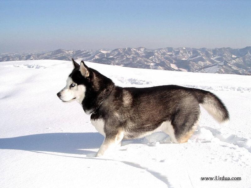 Husky Dog in Snow — White, Serene, Winter