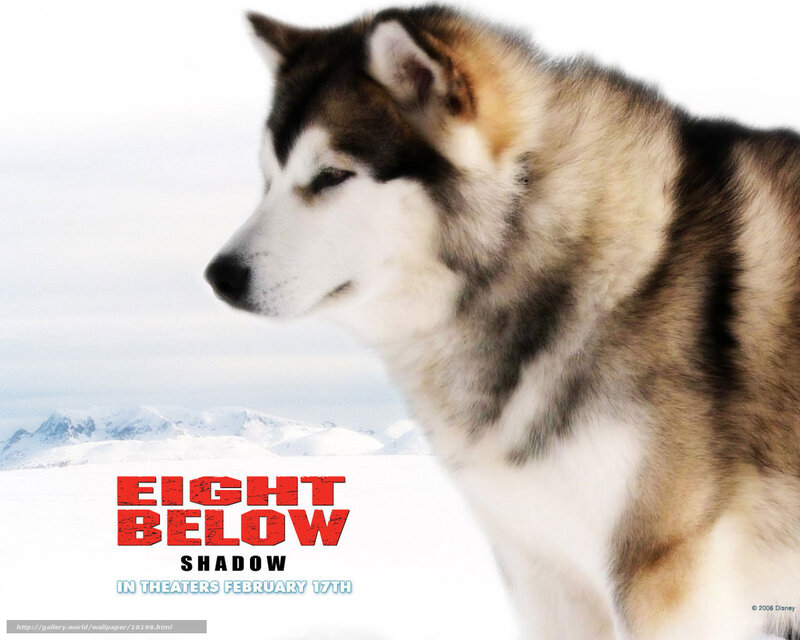 Husky Dog in Snow — White, Serious
