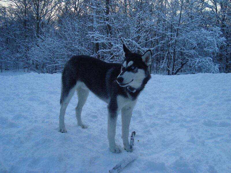 Husky Dog in Snow — White