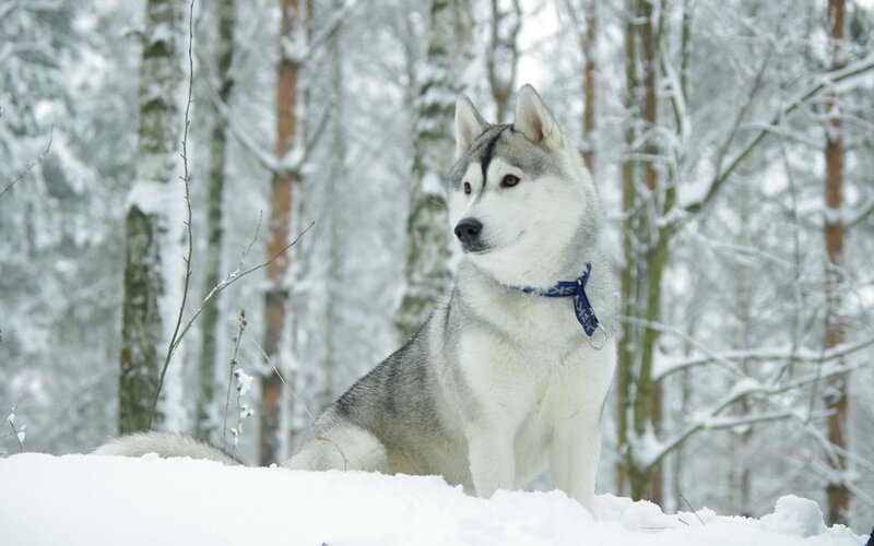 Husky Dog in Snow — Winter