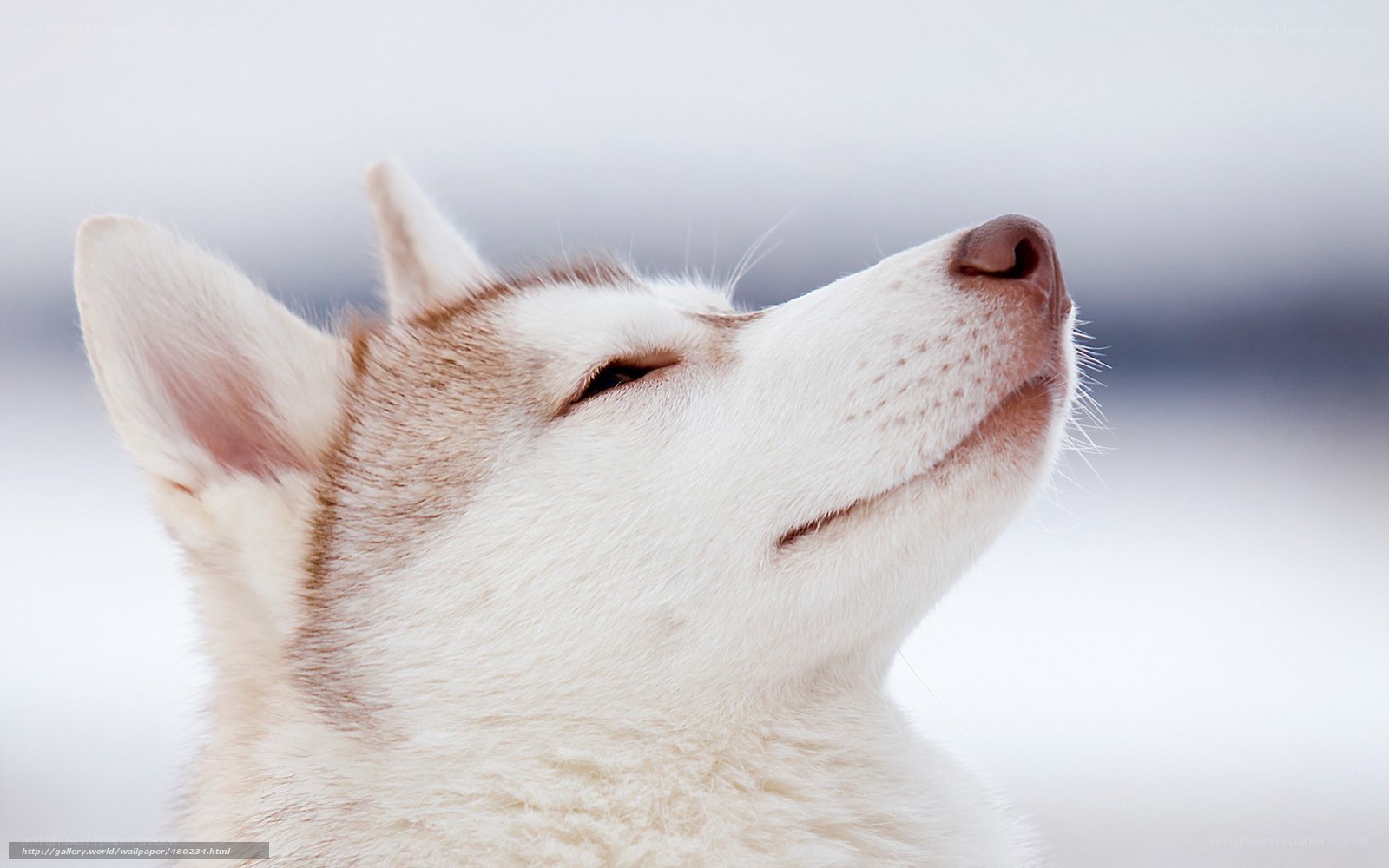 husky dog in snow