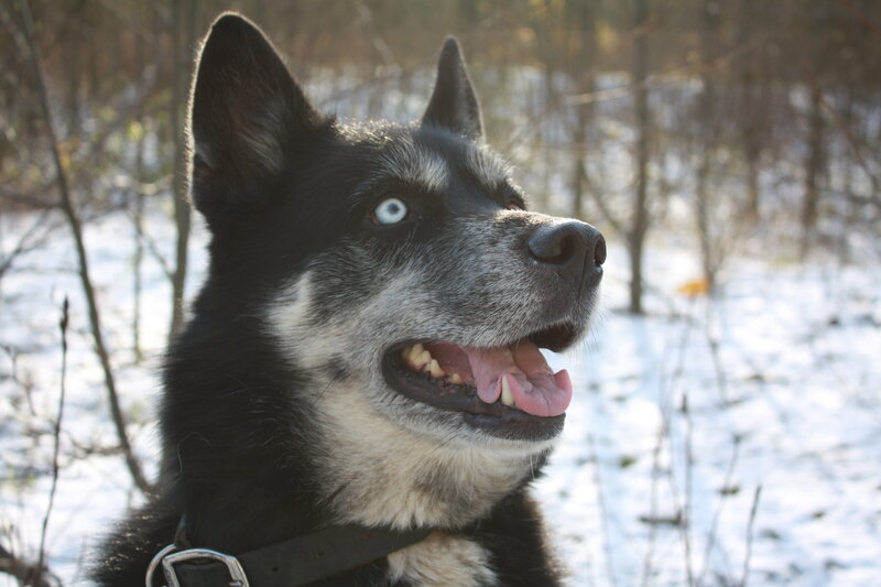 husky dog in snowy forest