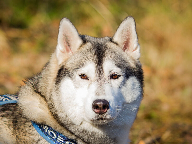 Husky Dog in Sunlight