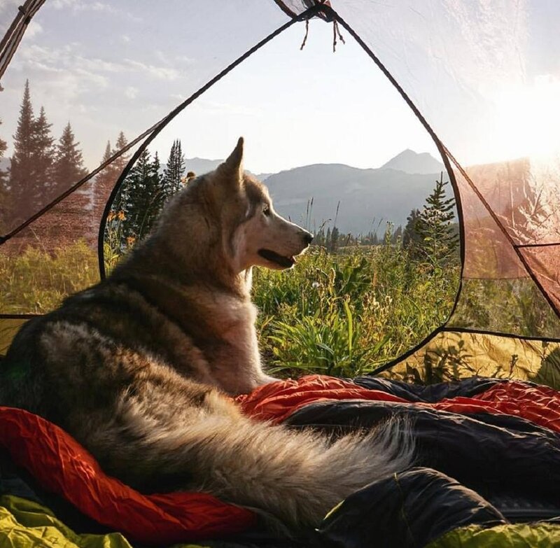 Husky Dog in Tent