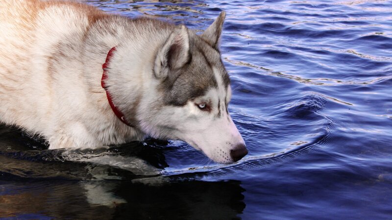 Husky Dog in Water — Blue, Calm