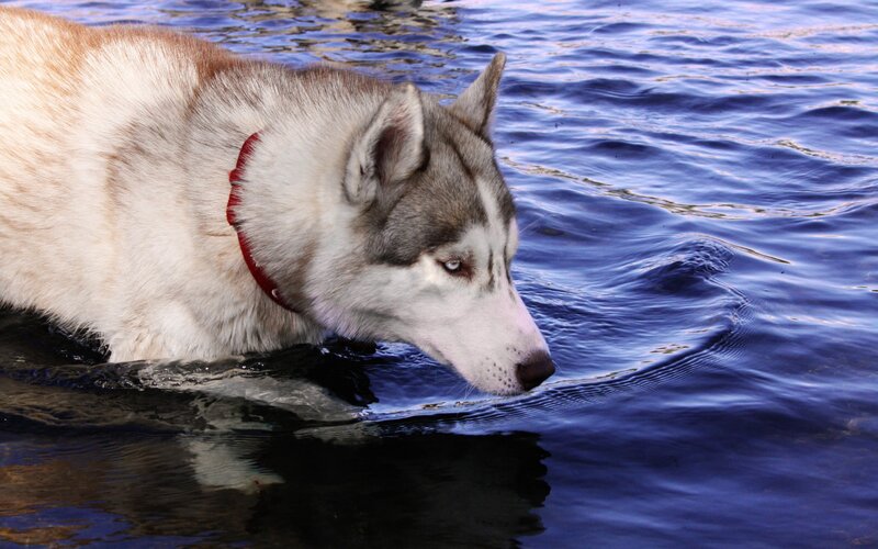 Husky Dog in Water — Blue