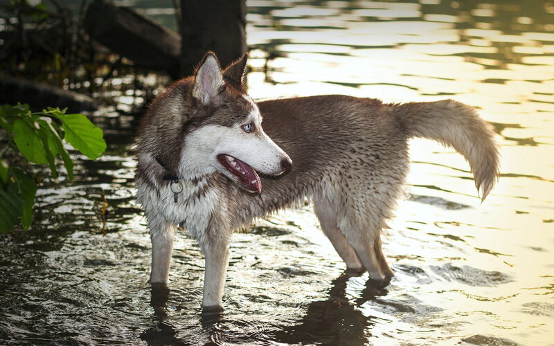Husky Dog in Water
