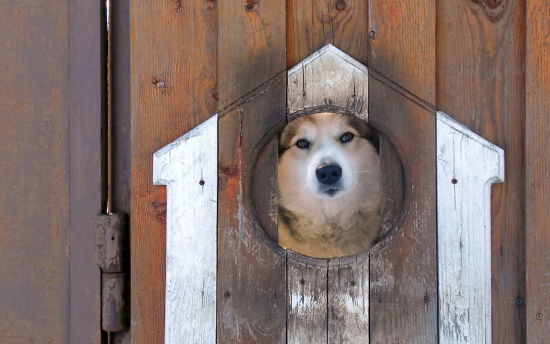 Husky Dog in Wooden Door