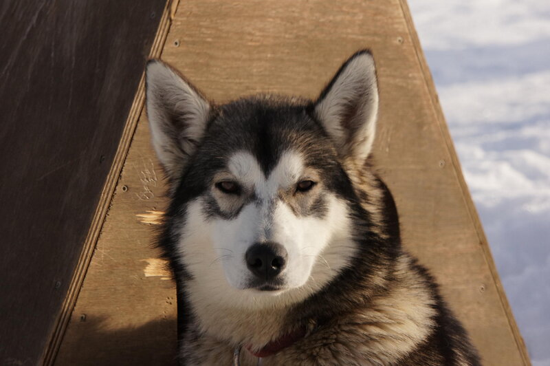 Husky Dog in Wooden Structure