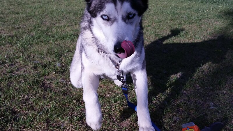 Husky Dog Licking Nose — Green