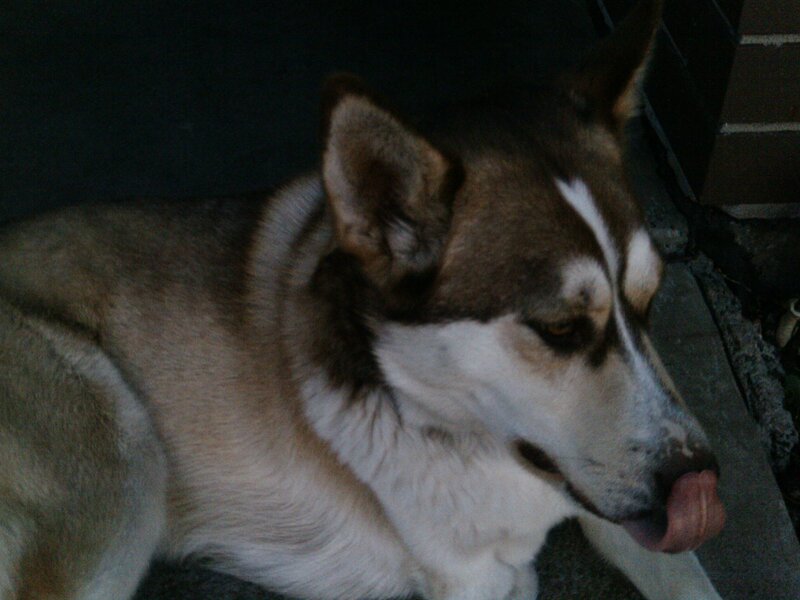 Husky Dog Licking Nose