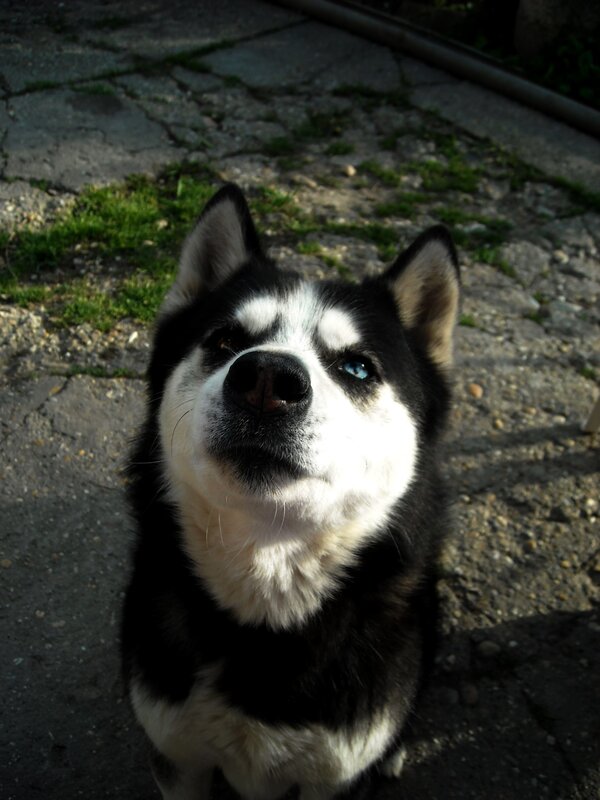 husky dog looking up