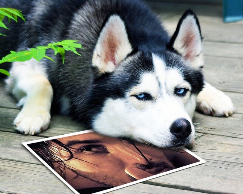 Husky Dog Lying Down — Black, Calm, Afternoon
