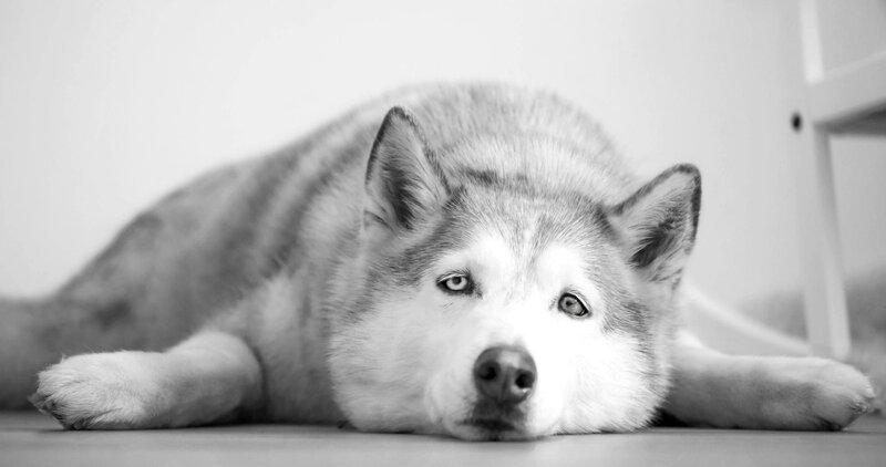 Husky Dog Lying Down — Black, Calm, Photograph, Floor